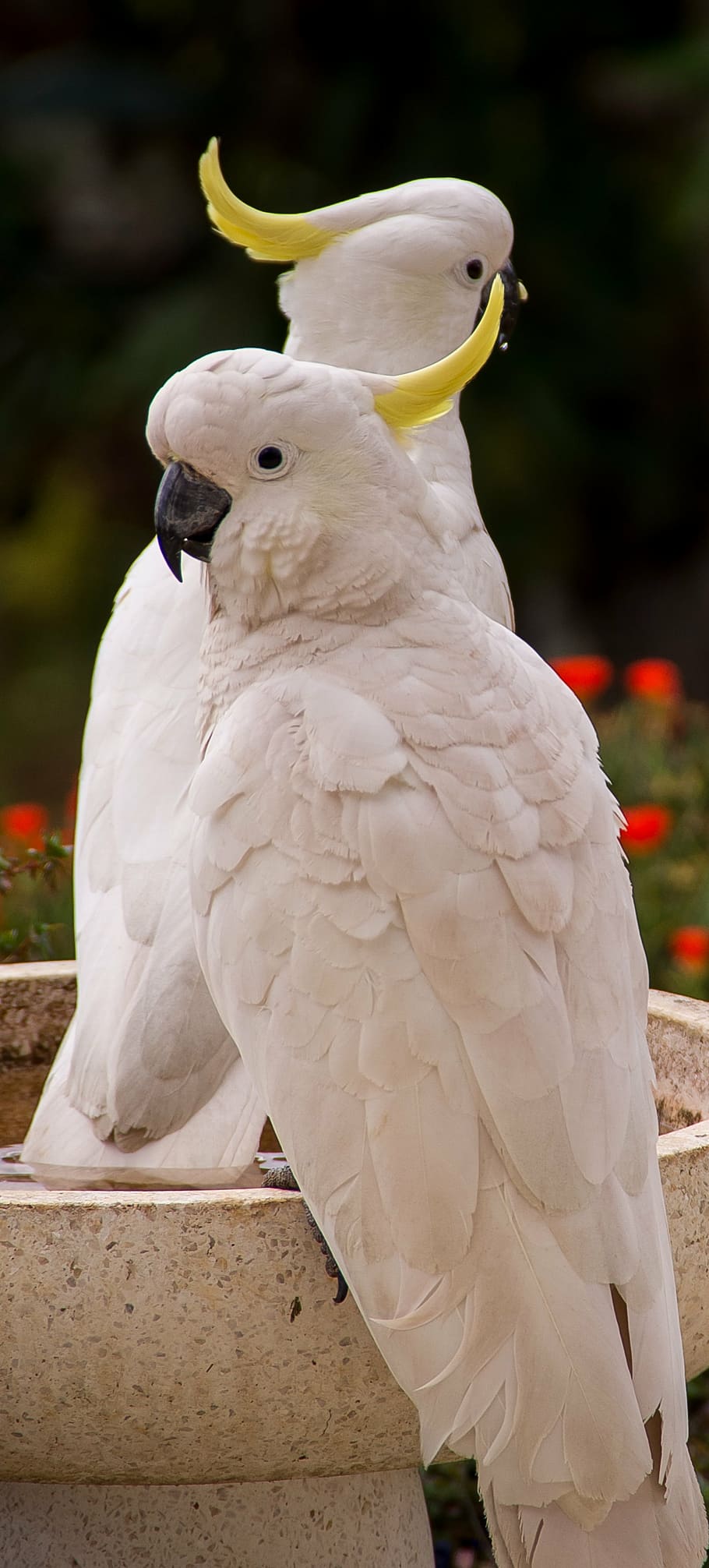 buy hyacinth macaw