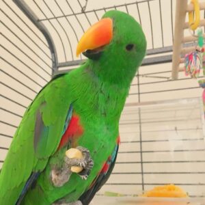 Eclectus Parrots for Sale near paris