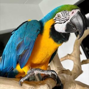 BLUE AND GOLD MACAW PARROTS FOR SALE NEAR ME