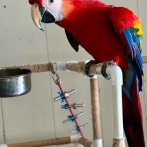 Scarlet macaw for sale online