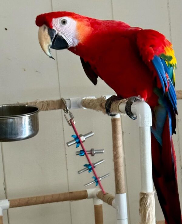 Scarlet macaw for sale online