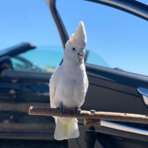 Hand fed cockatiels for sale near me