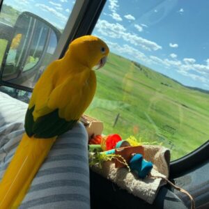 Golden Conure for sale Florida