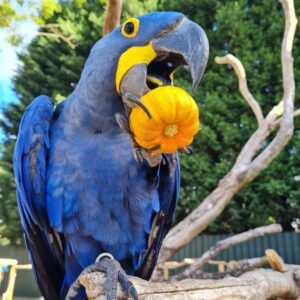 Blue hyacinth macaw parrots for sale